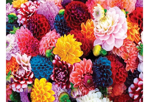 Beautiful Blooms