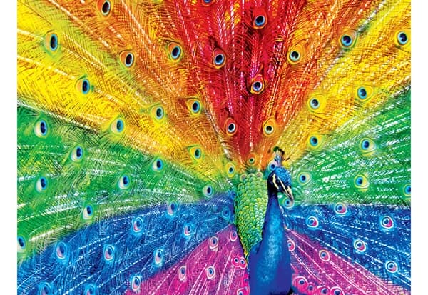 Peacock Delight