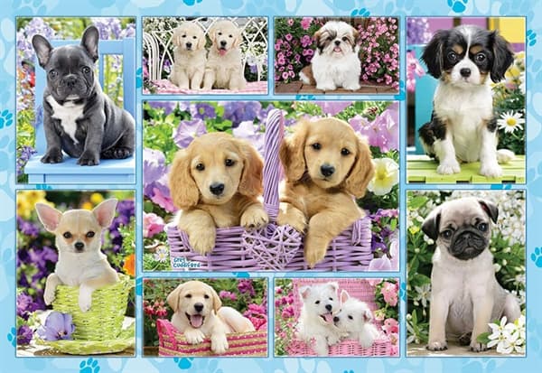 Puppies