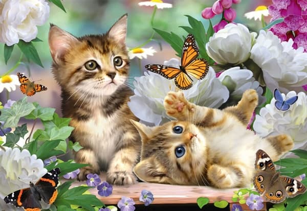 Playful Kittens