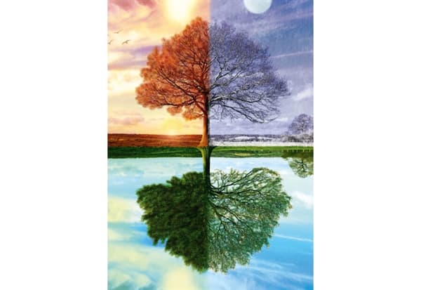 The Seasons Tree